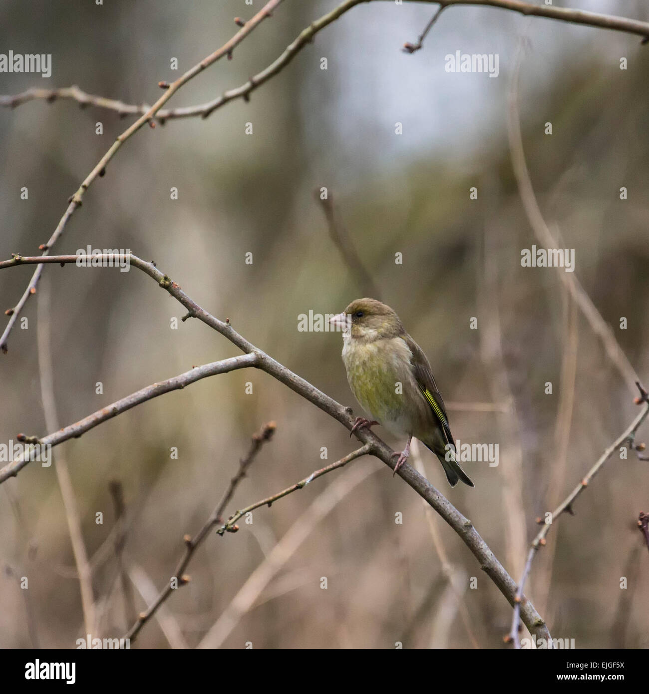 Female greenfinch perched on a branch Stock Photo