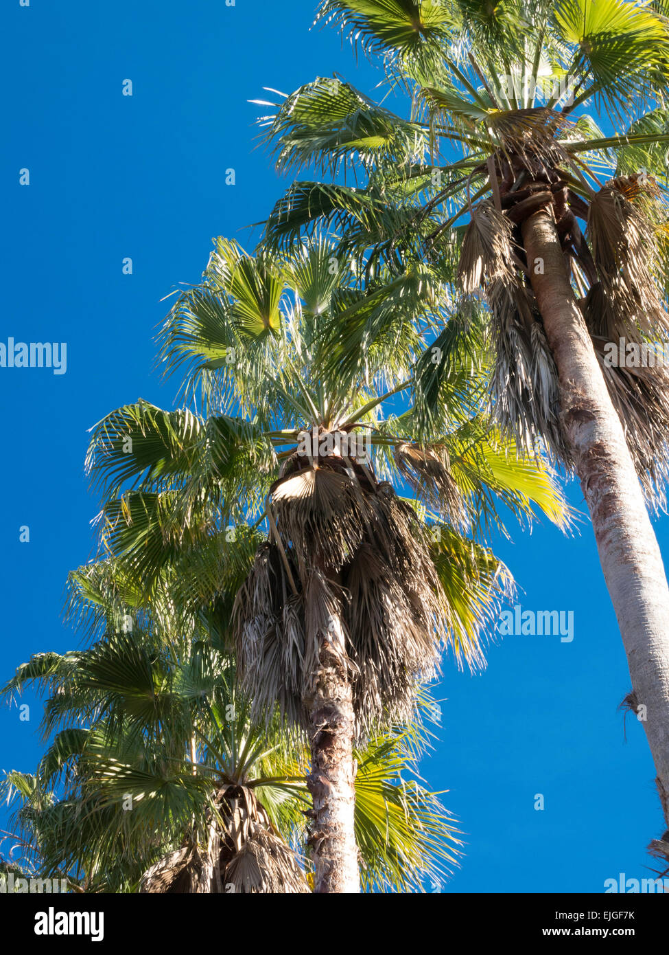 Palm Trees, Florida Stock Photo Alamy
