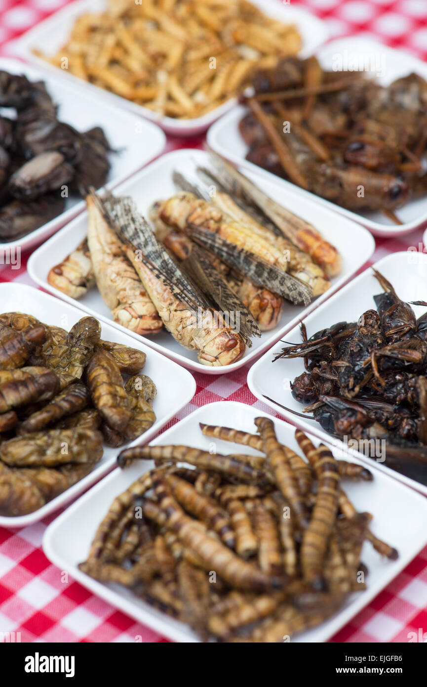 Edible insects. Grasshoppers, Buffalo Worms, Crickets, Mealworms, Beetles and Locusts. Food of the future Stock Photo