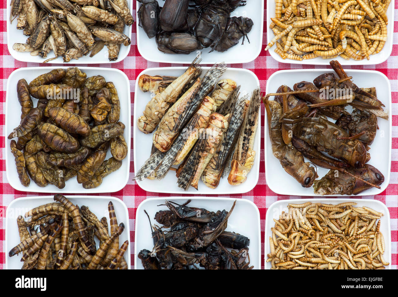 Edible insects. Grasshoppers, Buffalo Worms, Crickets, Mealworms, Beetles and Locusts. Food of the future Stock Photo