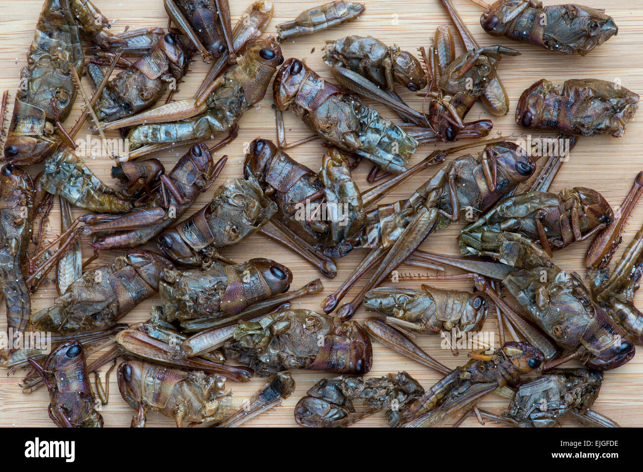 Edible insects. Locusts Stock Photo