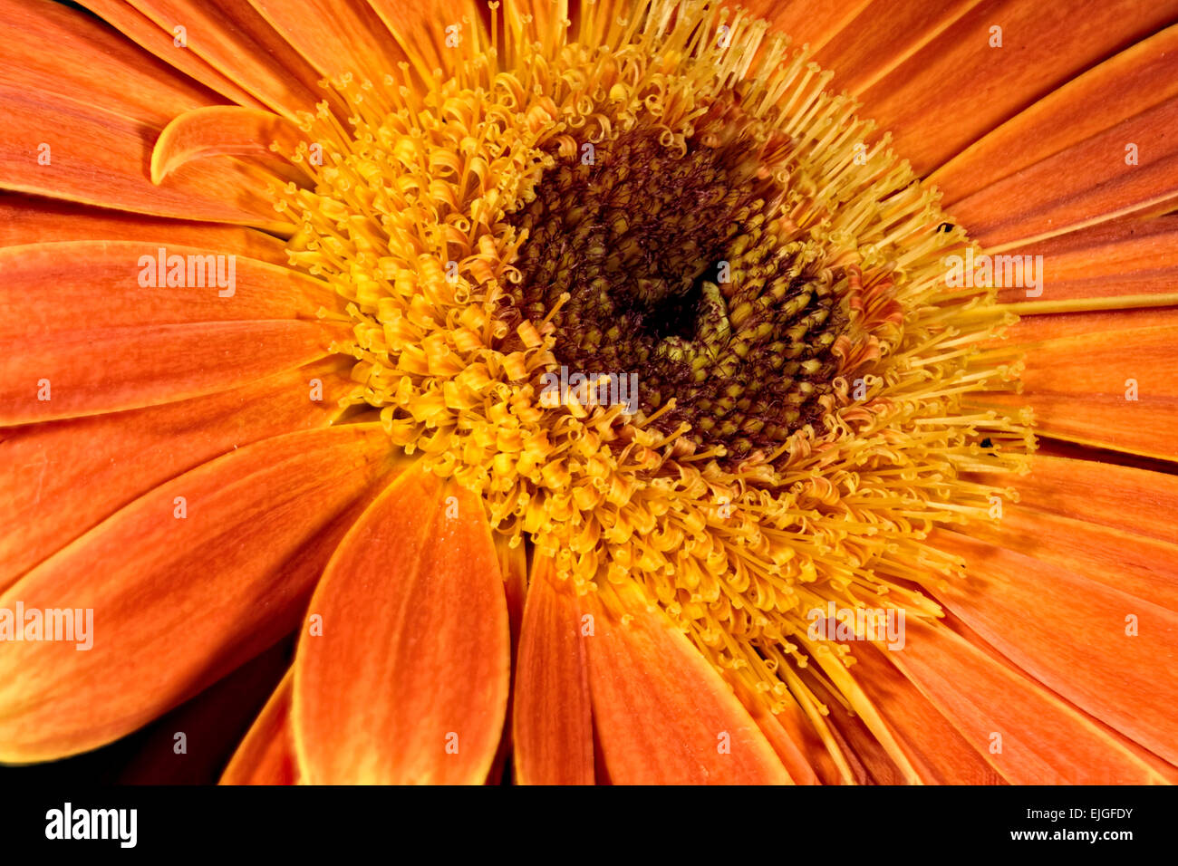 Close-up / Macro  of an Orange Gerbera Daisy Stock Photo