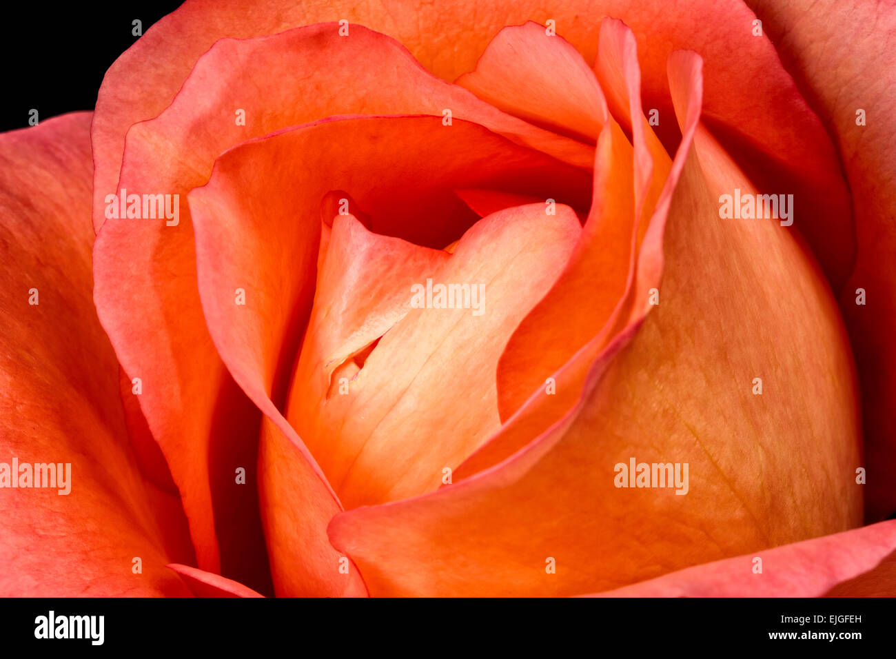 Orange Rose Blossom Stock Photo
