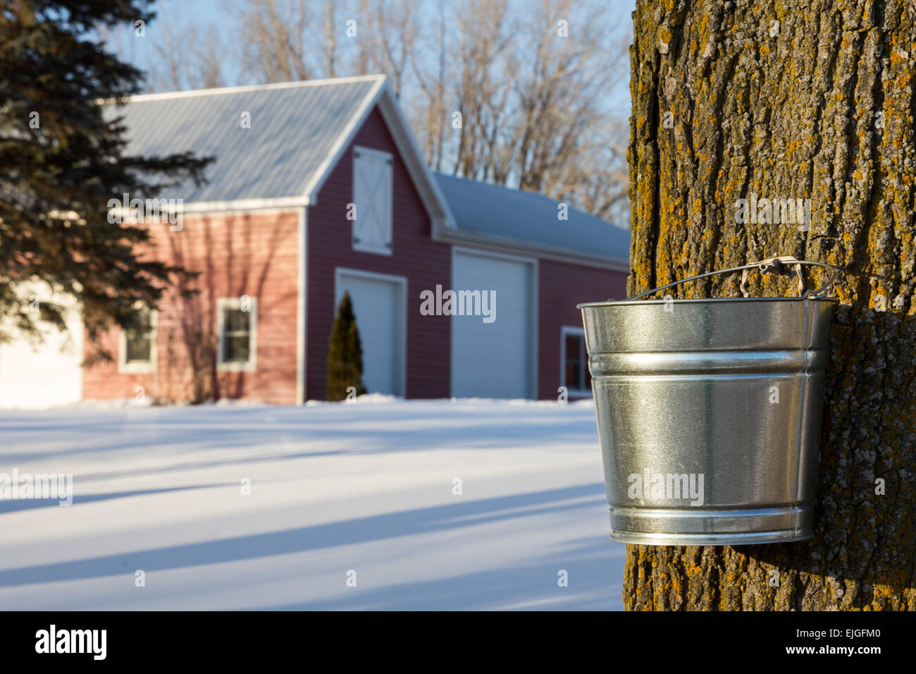 Tapping maple trees for their sap in the Spring.  Rural Americana culture seen in Wisconsin, USA.  Natural food production. Stock Photo