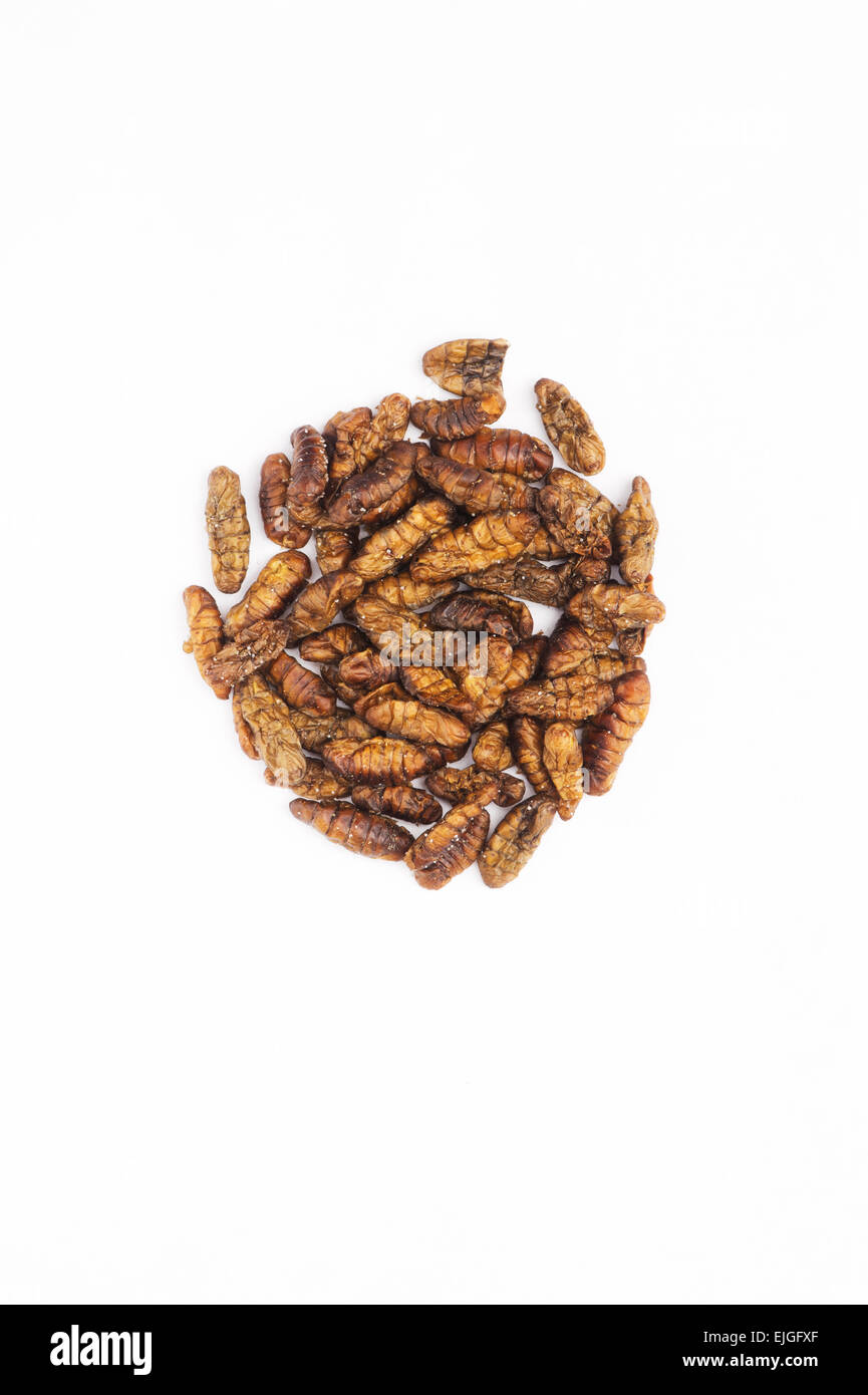 Edible insects. Silkworm pupae on a white background Stock Photo