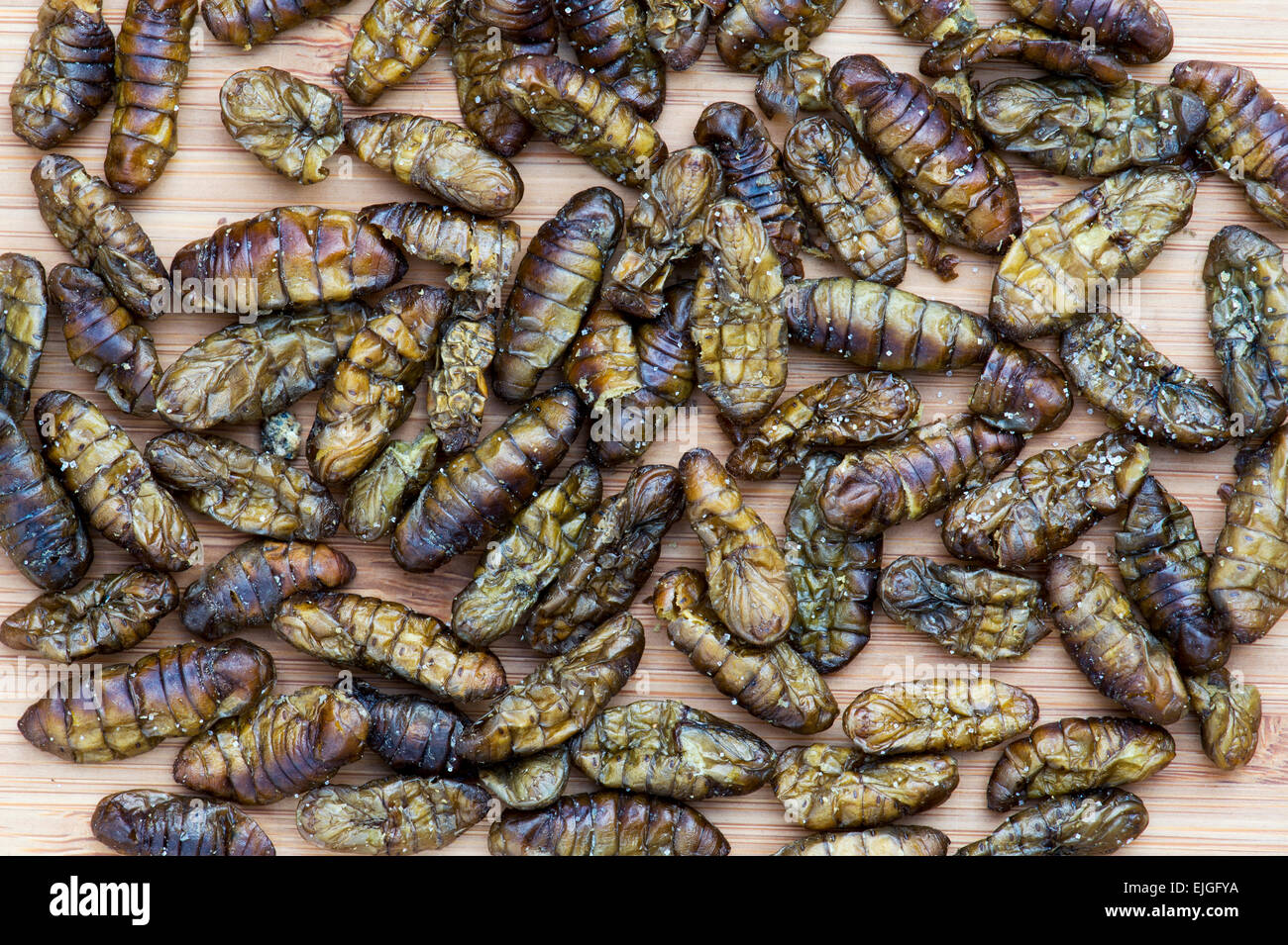 Edible insects. Silkworm pupae Stock Photo