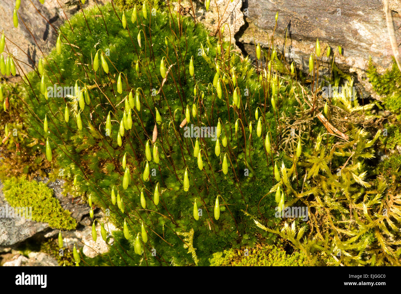 A common and widespread moss Stock Photo