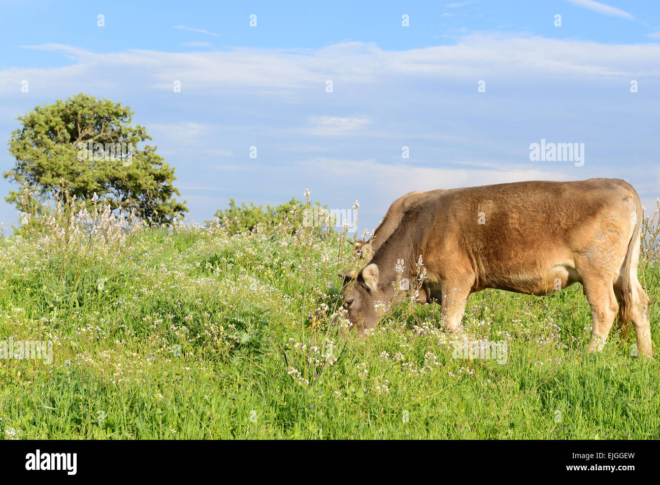 Mountain cows grazing in green meadow full of grass in the spring Stock ...