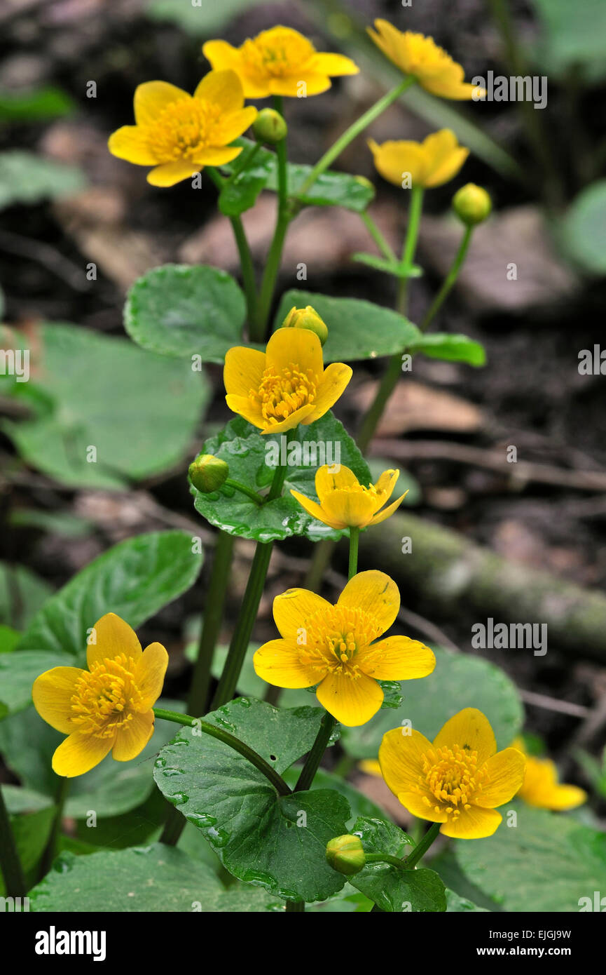 Kingcup / marsh-marigold (Caltha palustris) in flower Stock Photo
