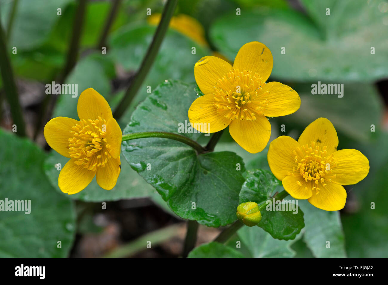 Kingcup / marsh-marigold (Caltha palustris) in flower Stock Photo
