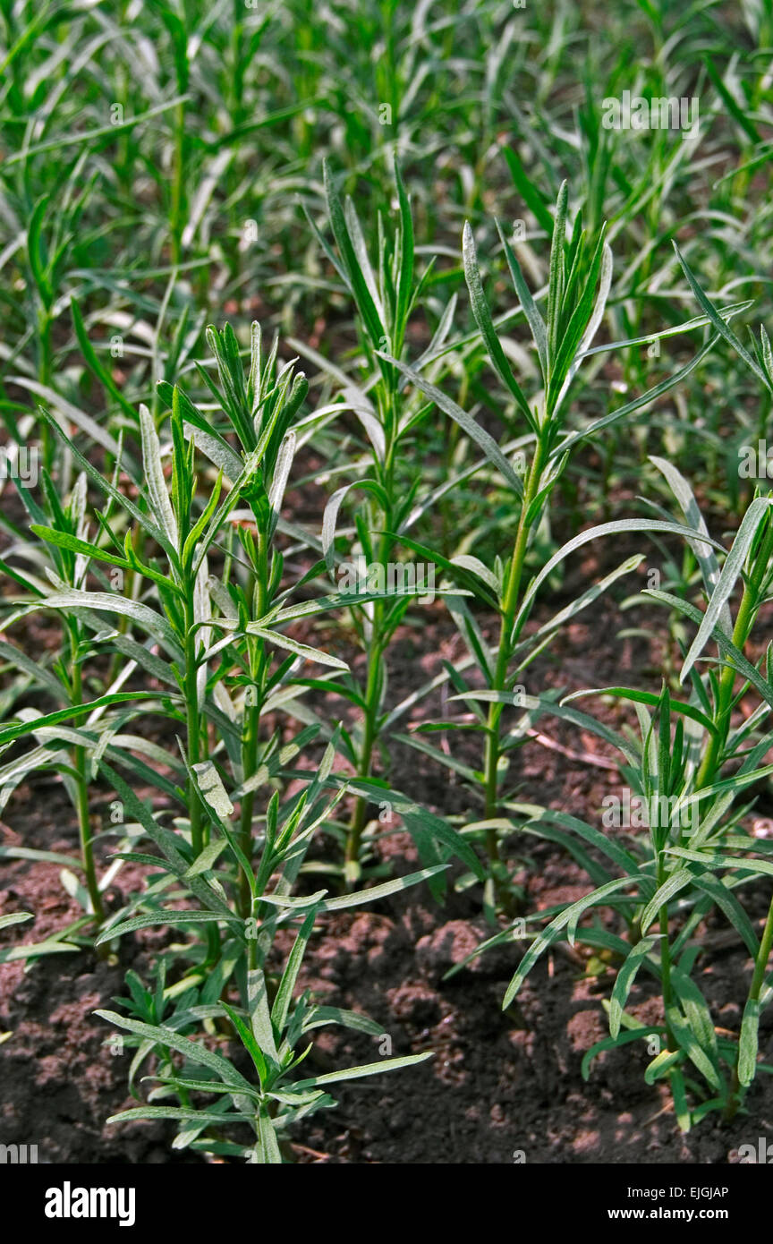 Tarragon / dragon's-wort (Artemisia dracunculus) growing in herb garden Stock Photo