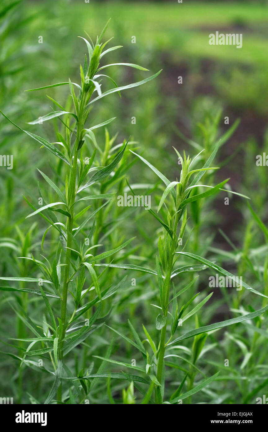 Tarragon / dragon's-wort (Artemisia dracunculus) growing in herb garden Stock Photo