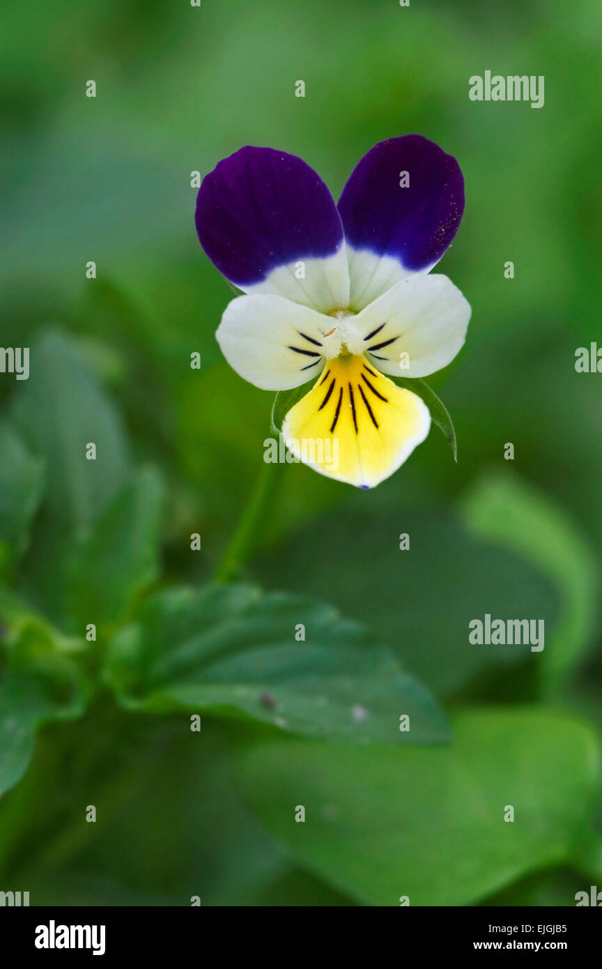 Wild pansy / heartsease / heart's ease / heart's delight / tickle-my-fancy (Viola tricolor) in flower Stock Photo