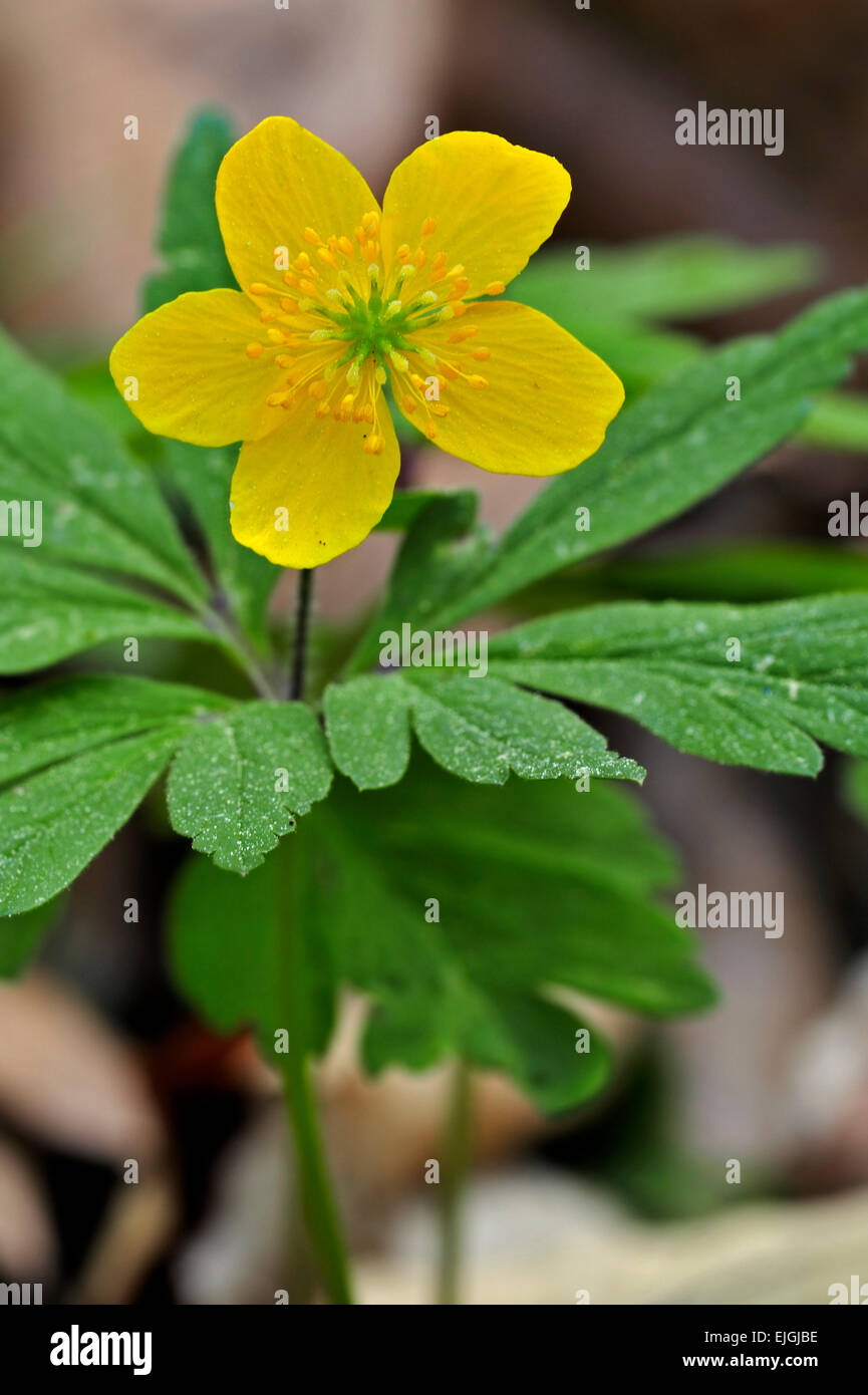 Yellow wood anemone / Buttercup anemone (Anemone ranunculoides) in