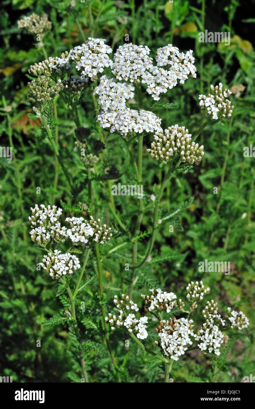 Common yarrow / Sanguinary / Milfoil / Thousand-seal (Achillea millefolium) in flower Stock Photo