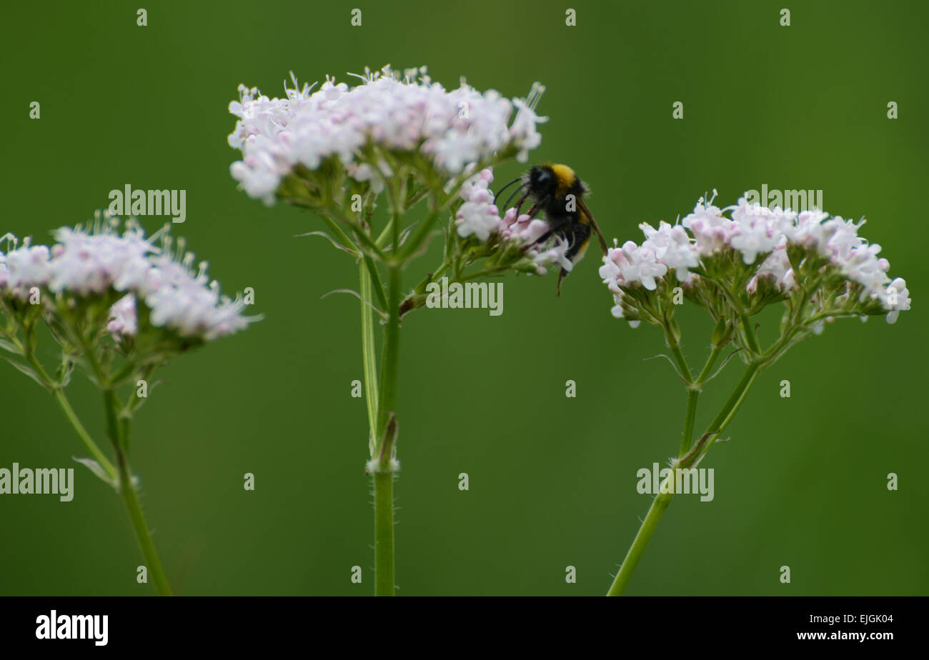 Bumblebee on wild flower head against a green background Stock Photo