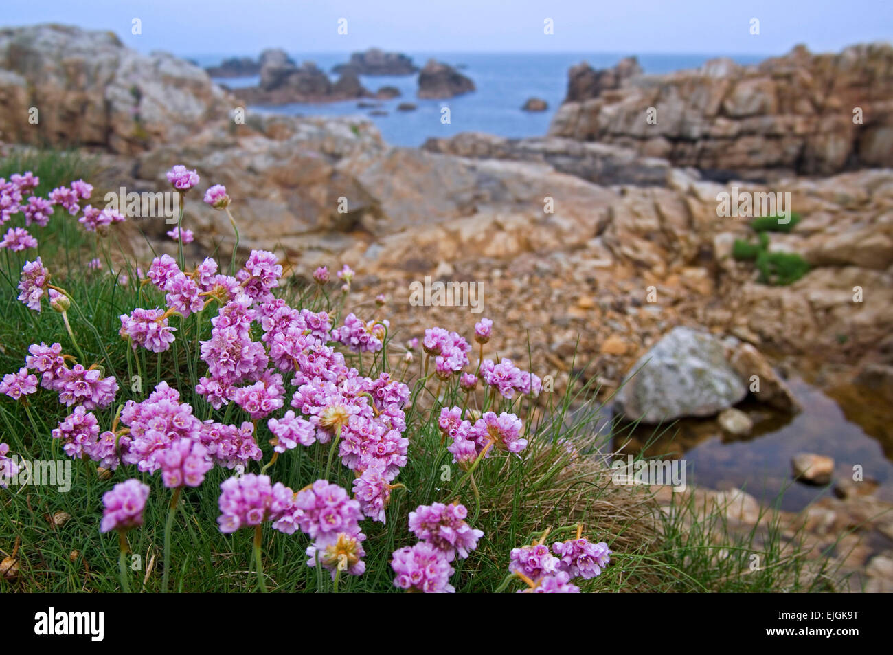 Thrift / sea thrift / sea pink (Armeria maritima) in flower among rocks Stock Photo