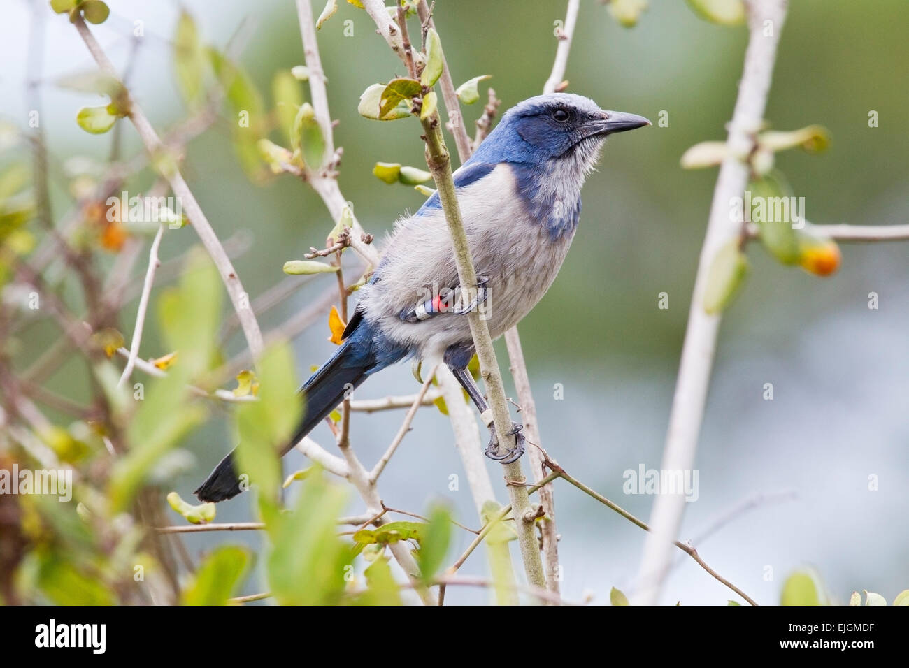 Florida Scrub Jay (Aphelocoma coerulescens) adult wearing scientific bands, perched in vegetation, Florida, USA Stock Photo