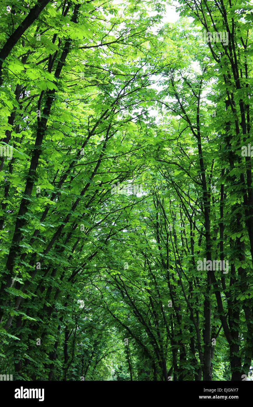 Beautiful huge green crowns of trees in city park Stock Photo - Alamy