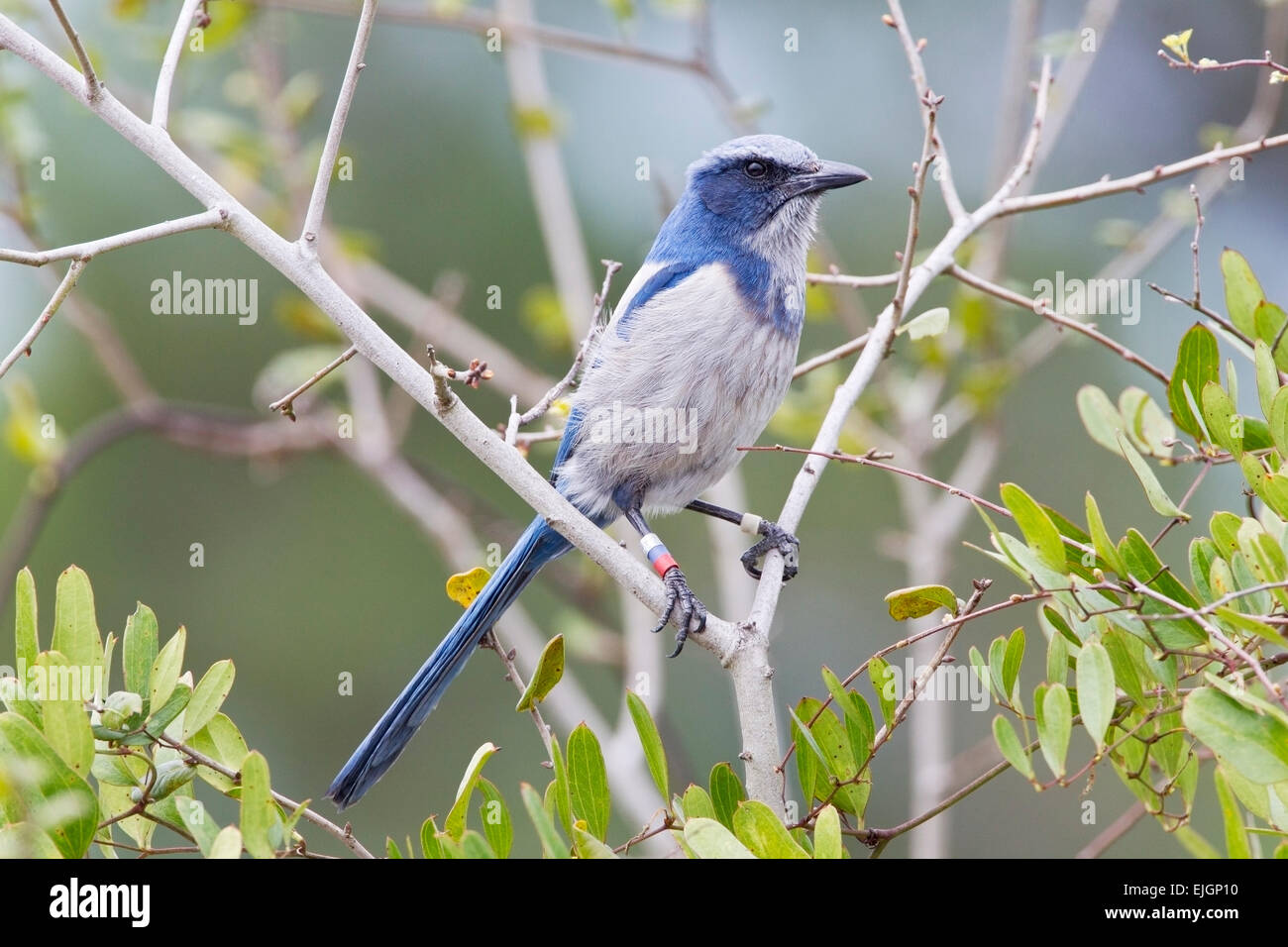 Florida Scrub Jay (Aphelocoma coerulescens) adult wearing scientific bands, perched in vegetation, Florida, USA Stock Photo