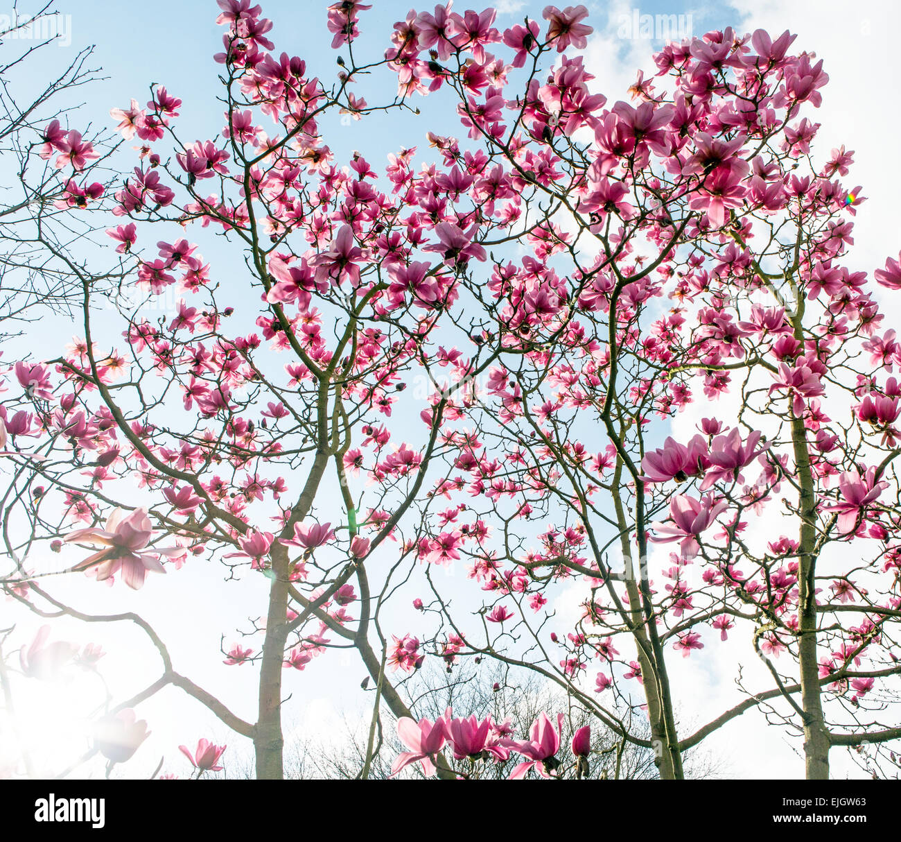 Magnolia Tree In Regents Park London Uk Stock Photo Alamy