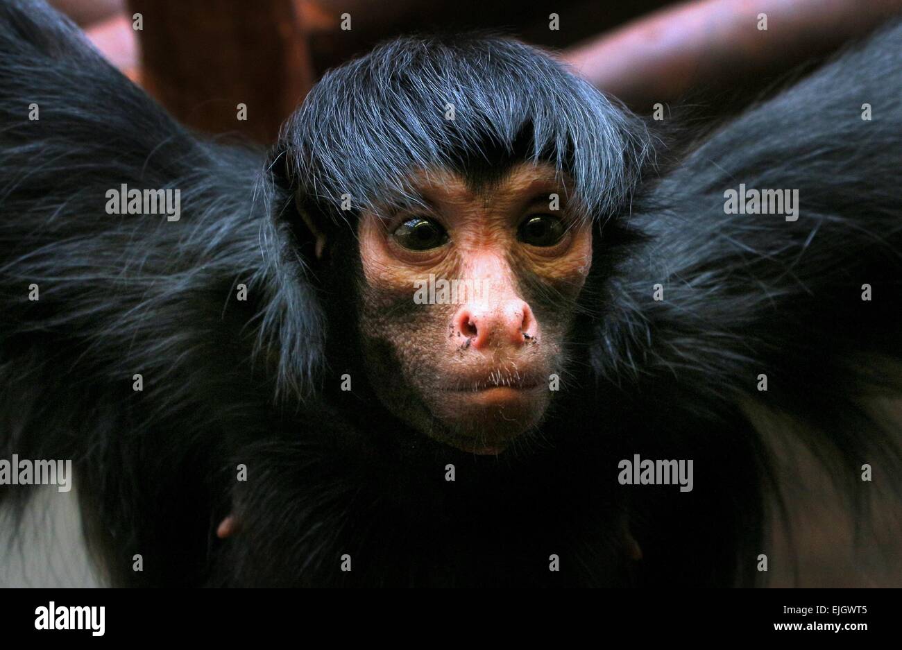 Red faced spider monkey hi-res stock photography and images - Alamy
