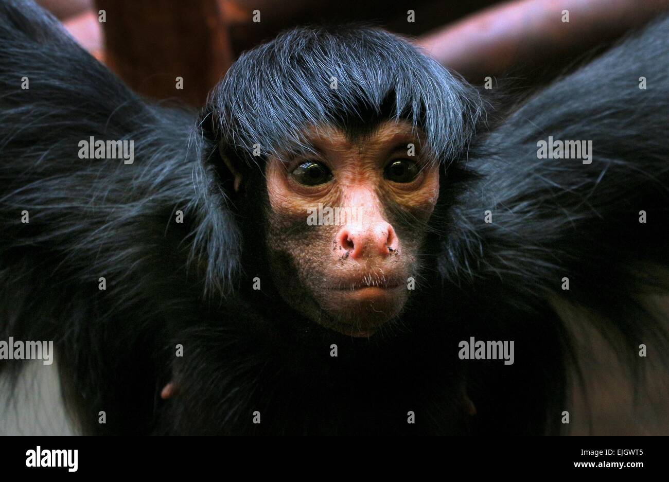 Foto De Stock Macaco-Aranha Preto, Royalty-Free