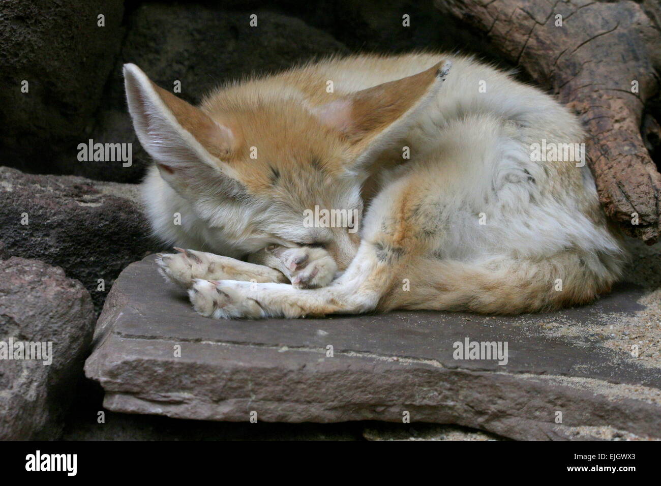 Saharan Fennec Fox (Fennecus zerda) taking a nap Stock Photo