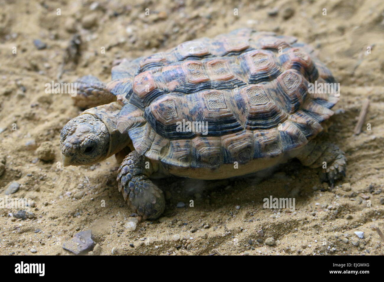 South African Speckled Cape Tortoise or Speckled Padloper ( homopus