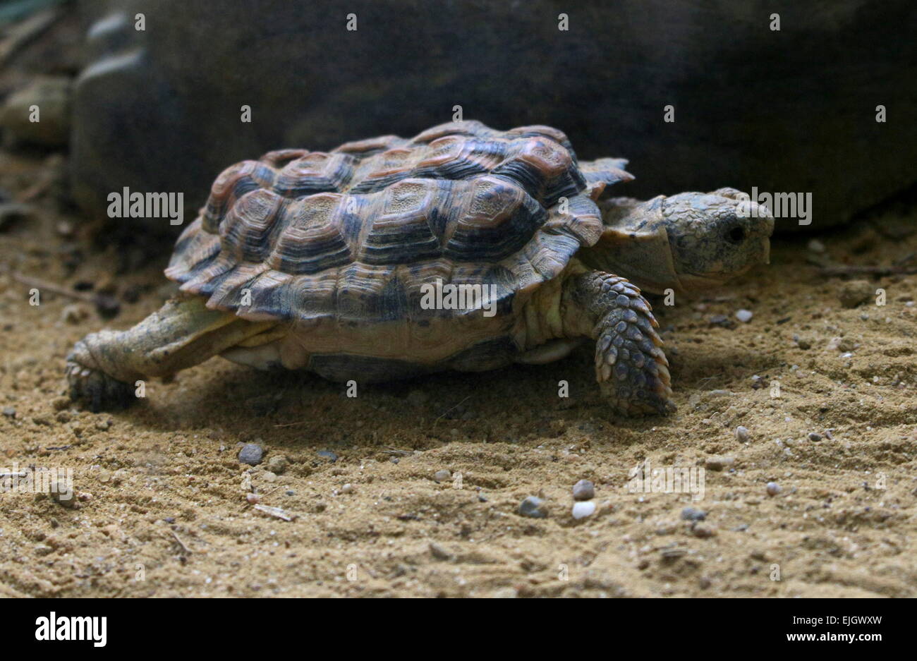 South African Speckled Cape Tortoise or Speckled Padloper ( homopus signatus), smallest tortoise in the world Stock Photo