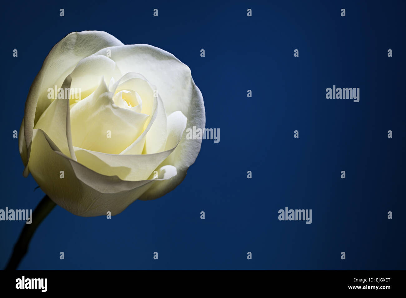 White rose on blue background Stock Photo - Alamy