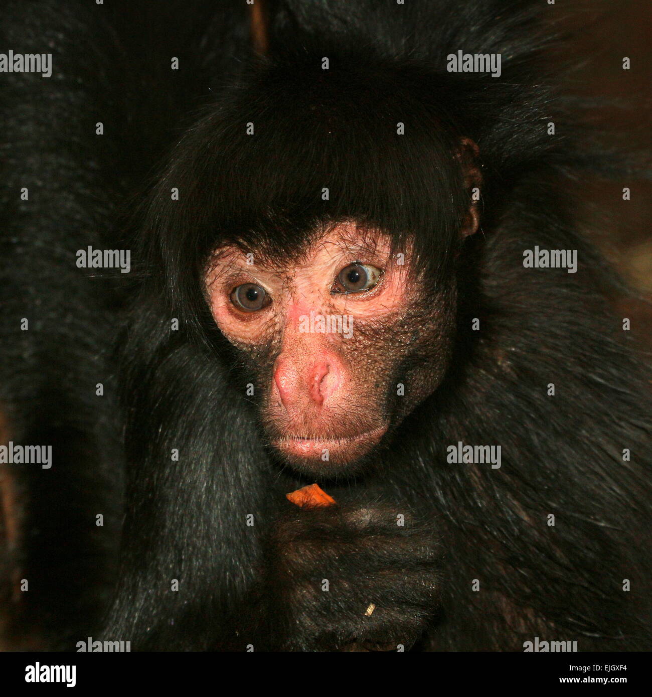 South American Red-faced spider monkey (Ateles paniscus), close-up of the face Stock Photo