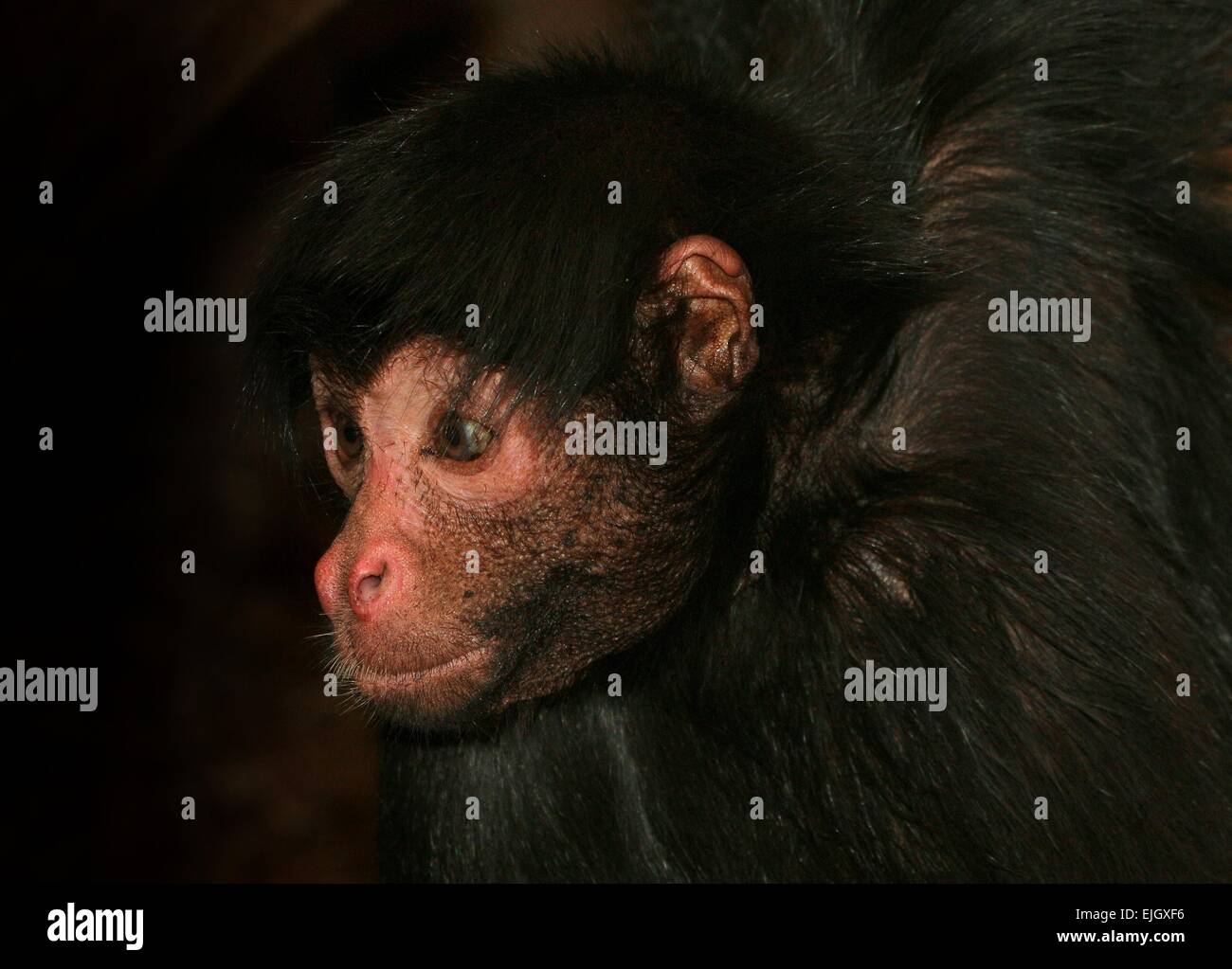 Macaco Aranha Preto - Ateles paniscus - Redfaced Spider Monkey