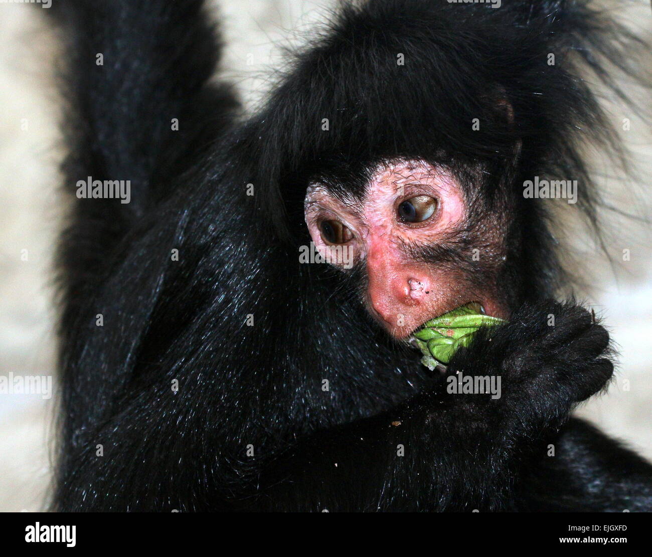 Araignée arana hi-res stock photography and images - Alamy