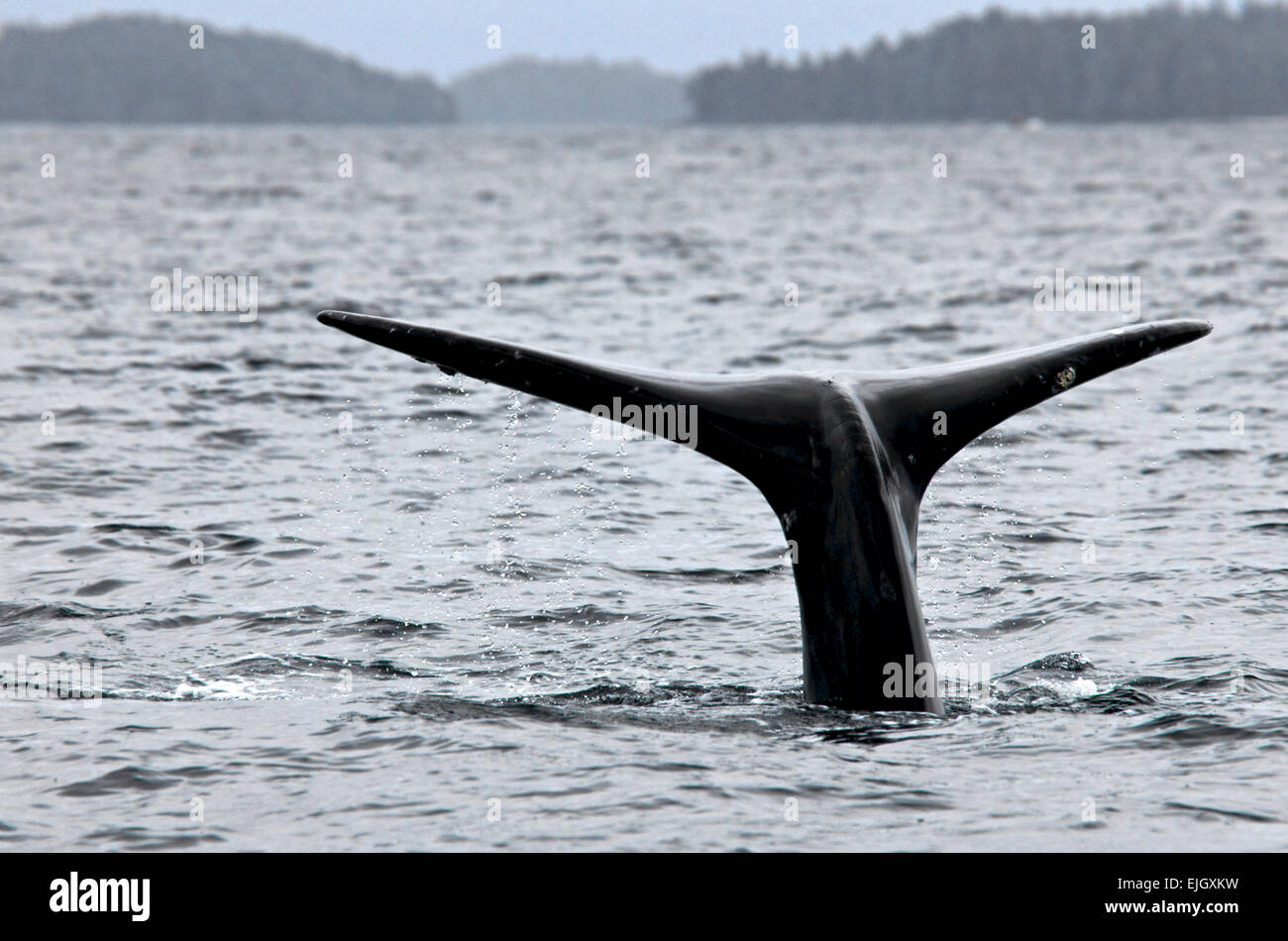 Grey whale tail fin flukes in air before deep dive Stock Photo