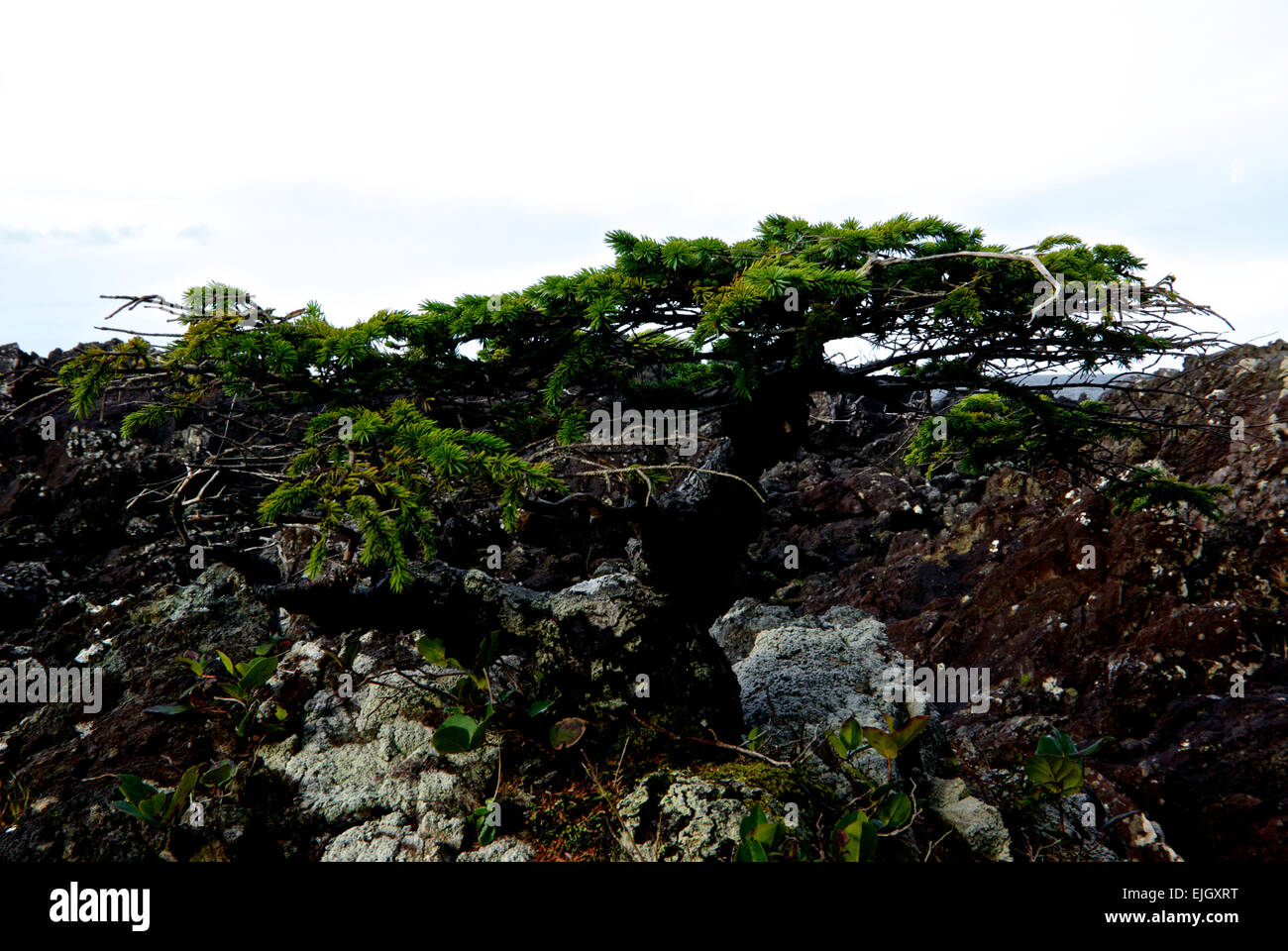 Natural bonsai plant hundreds of years old clinging to oceanside rocks west coast Vancouver Island BC Canada Stock Photo