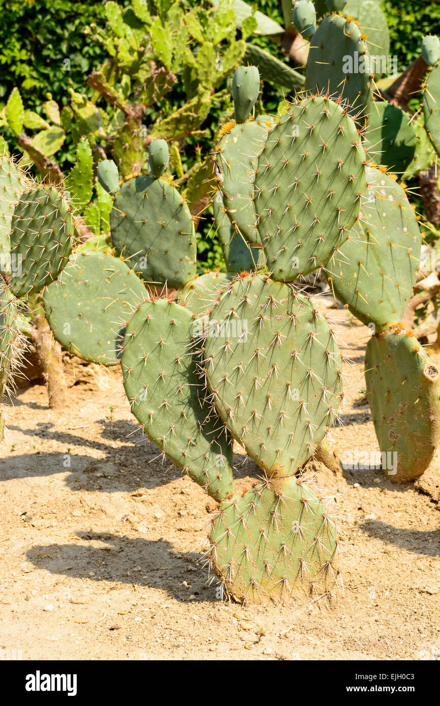 Botanical cactus garden of Balchik, Bulgaria - the second largest cactus  collection in Europe Stock Photo - Alamy