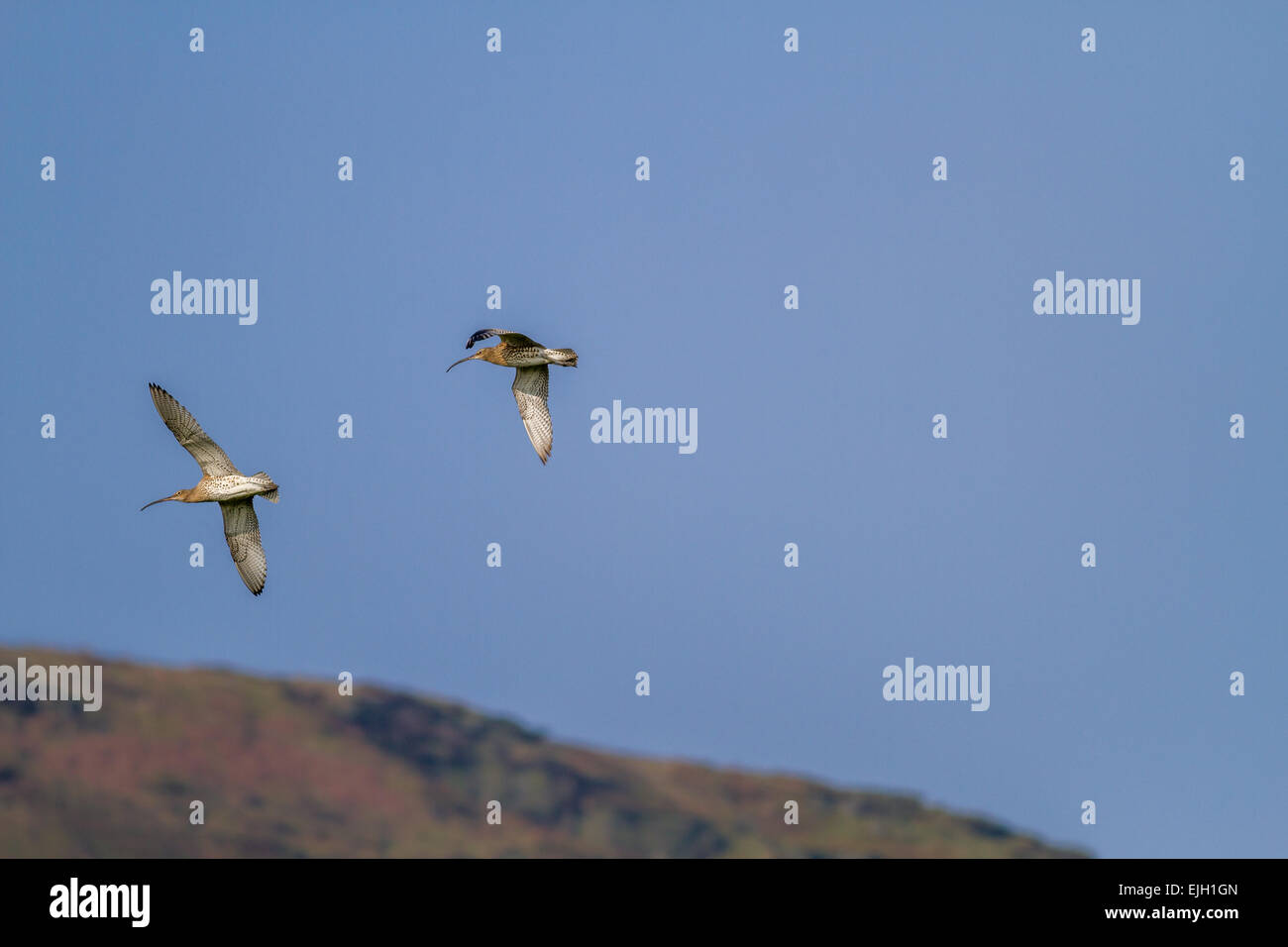 UK wildlife: Two curlews (numenius arquata in flight) heading for moorland uplands in breeding season, UK Stock Photo