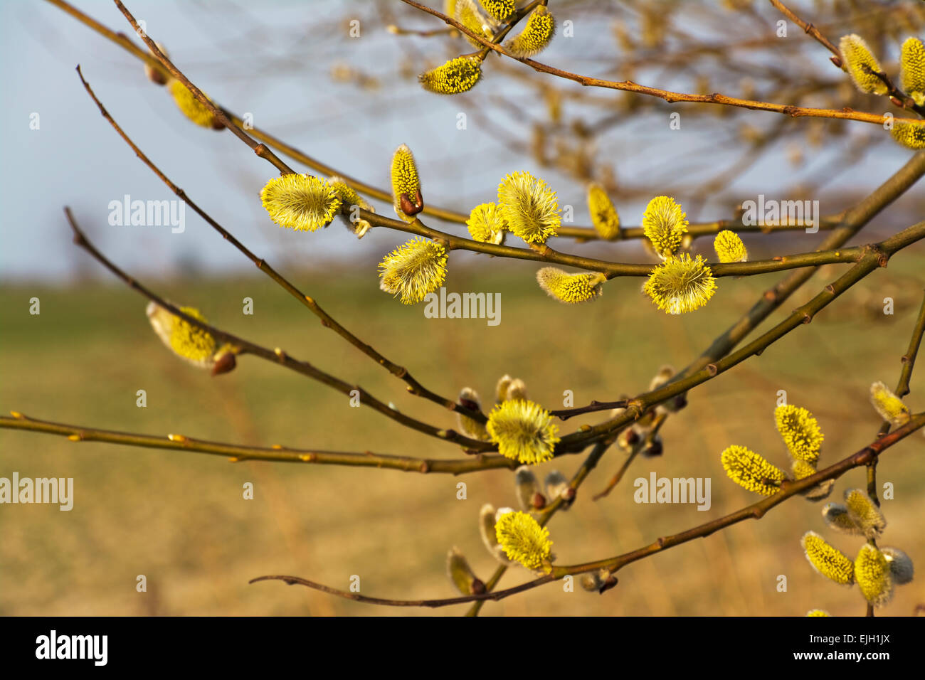 Branches of blooming yellow catkins. Stock Photo