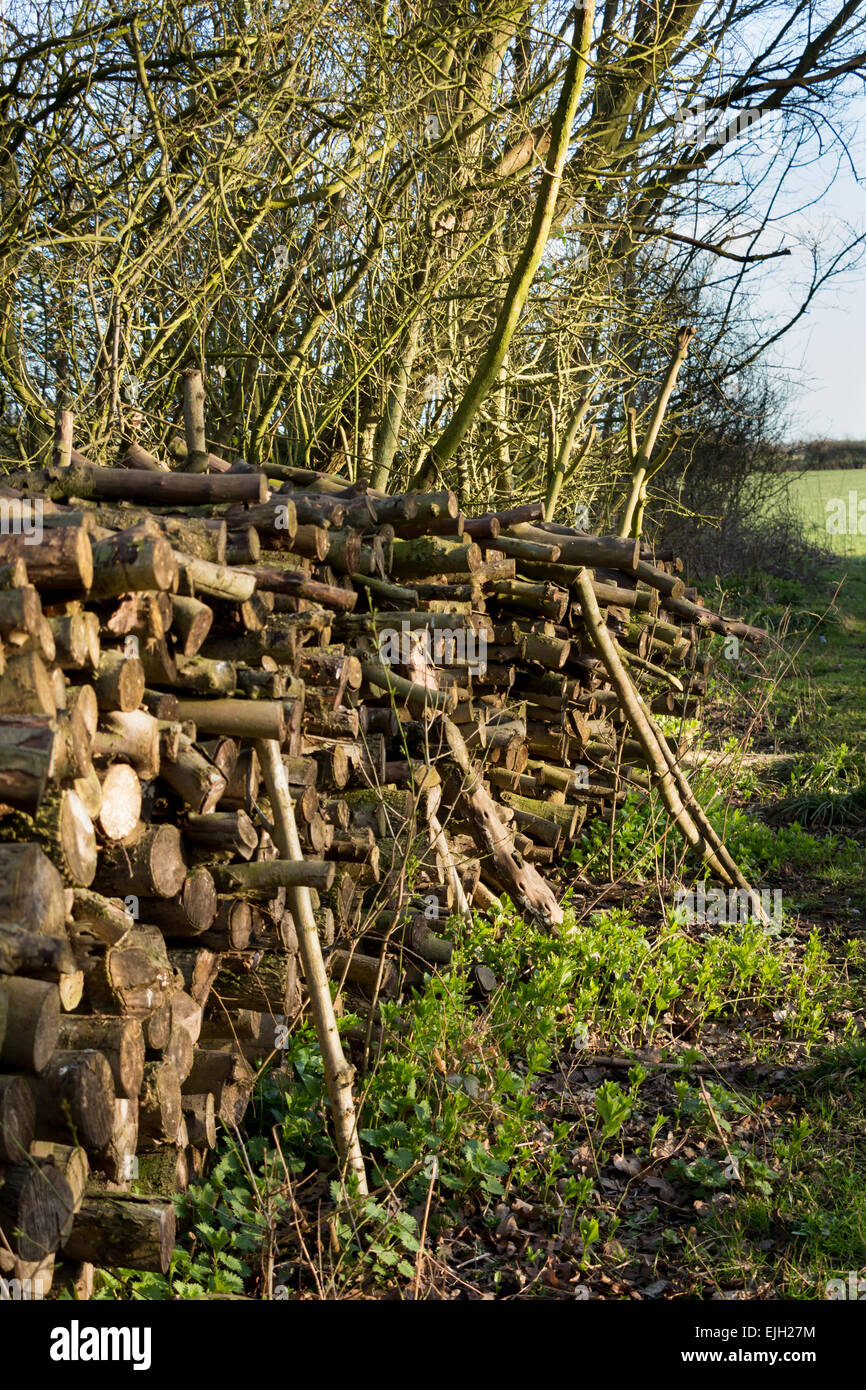 Pollarding Coppicing Pollarding historic tree hi-res stock photography and images - Alamy