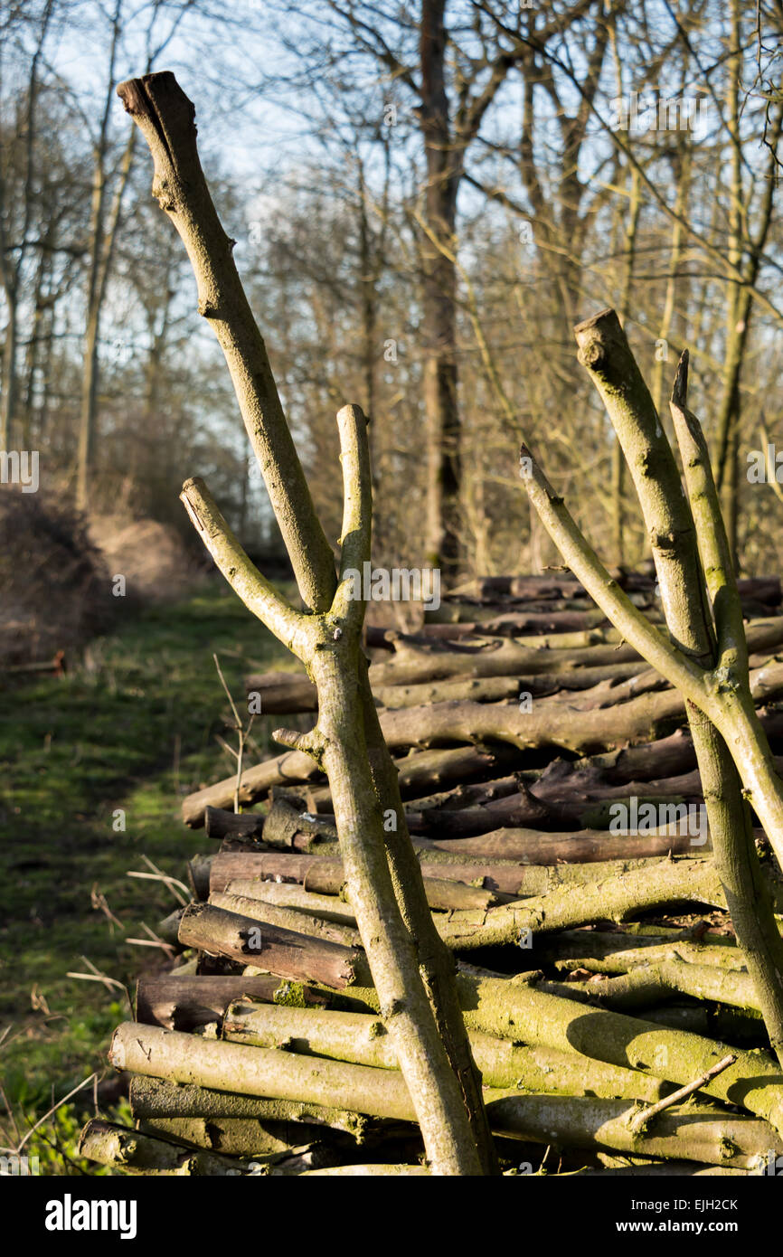Pollarding Coppicing Pollarding historic tree hi-res stock photography and images - Alamy