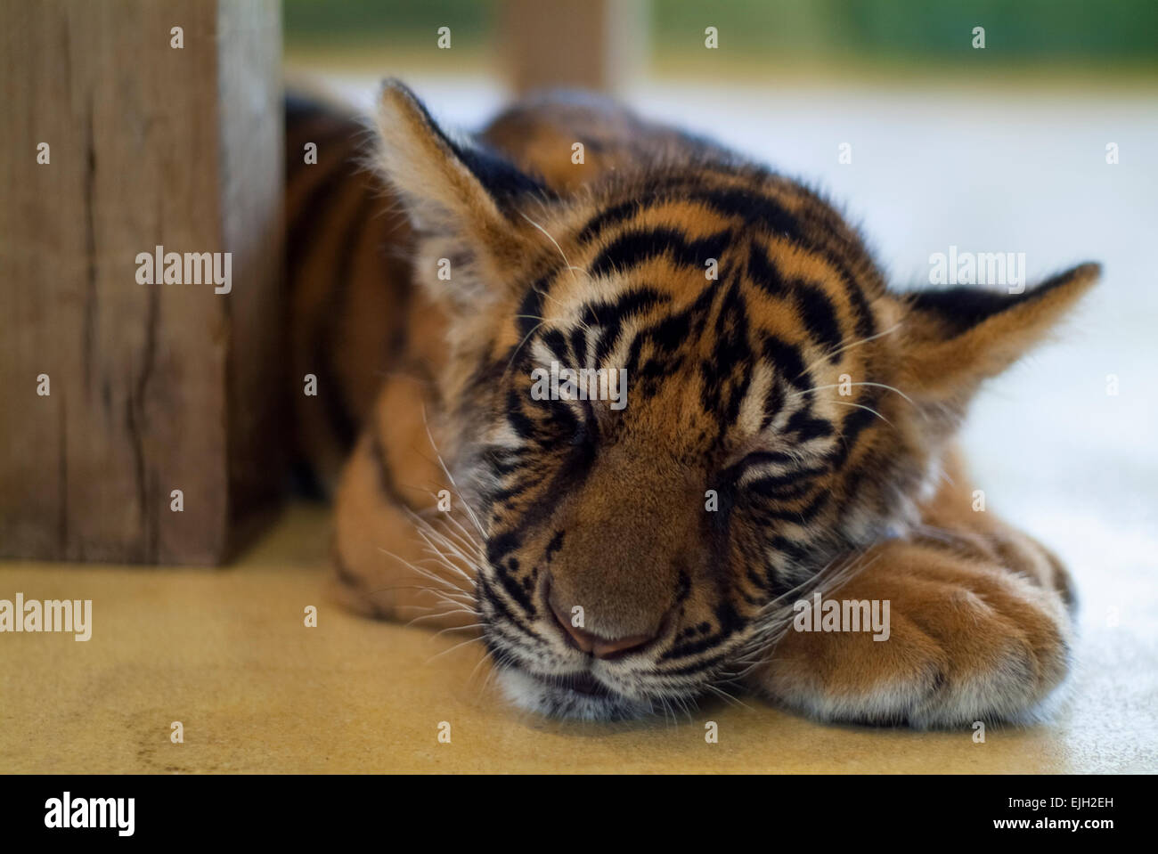 Captive Tiger cub sleeping Stock Photo