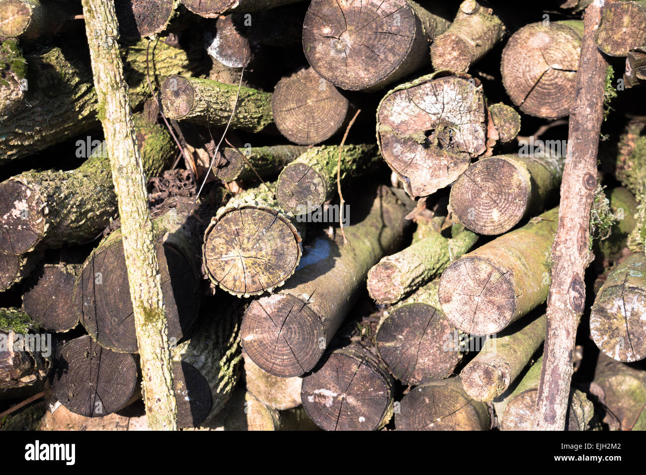 Pollarding Coppicing Pollarding historic tree hi-res stock photography and images - Alamy
