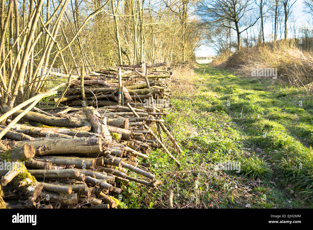 Coppicing a traditional and historic practice that is both environmentally friendly and green. Stock Photo