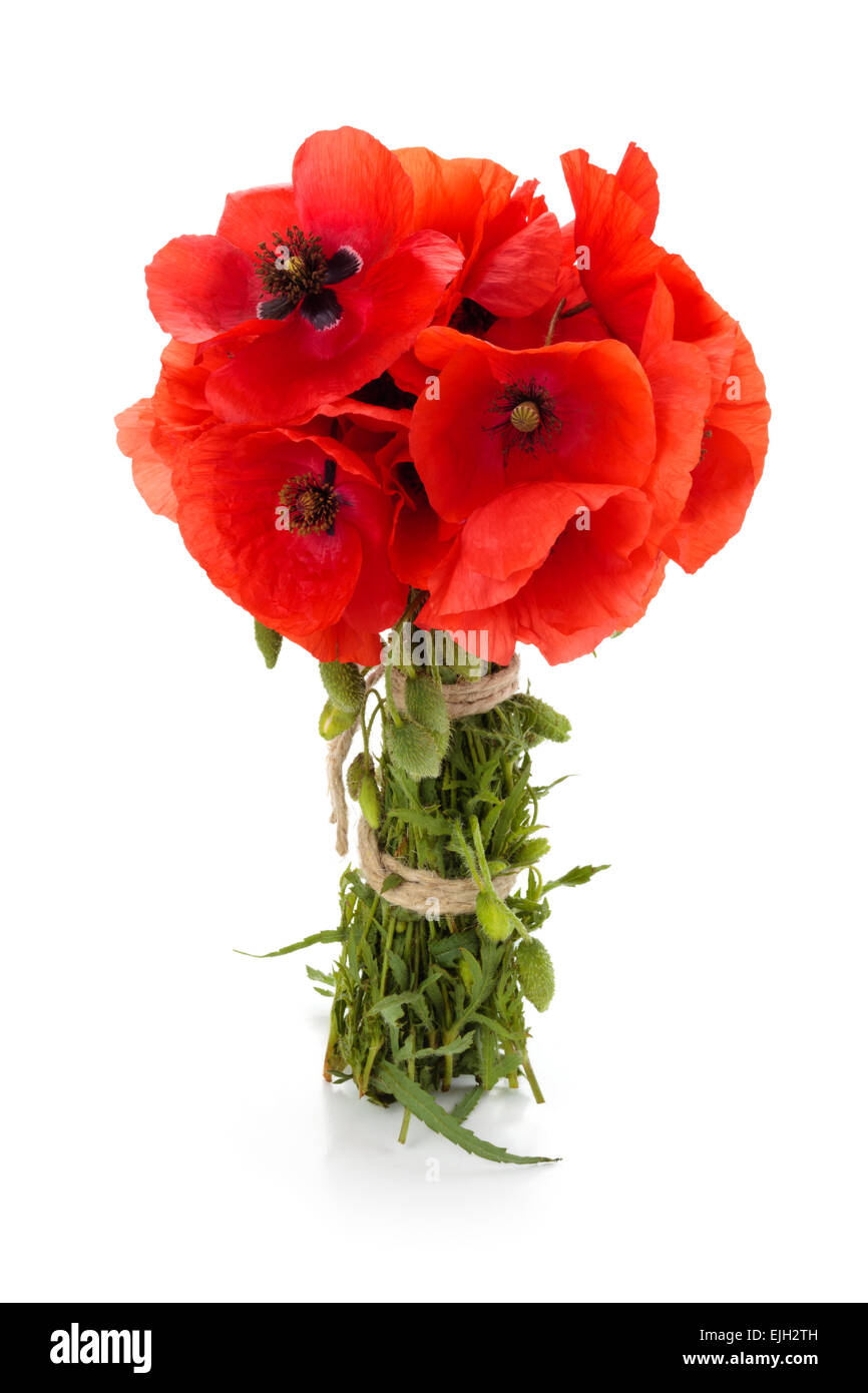 Bouquet Of Wild Red Poppies Stock Photo Alamy Bouquet Of Wild Red Poppies Stock Photo Alamy