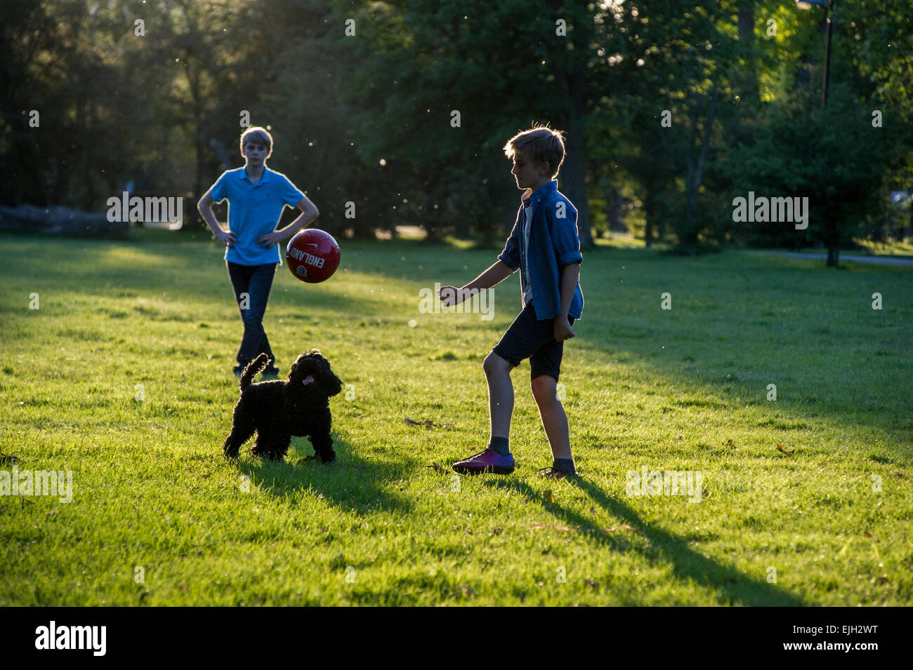 A boy plays football in a London park with his dog as the sun sets ...
