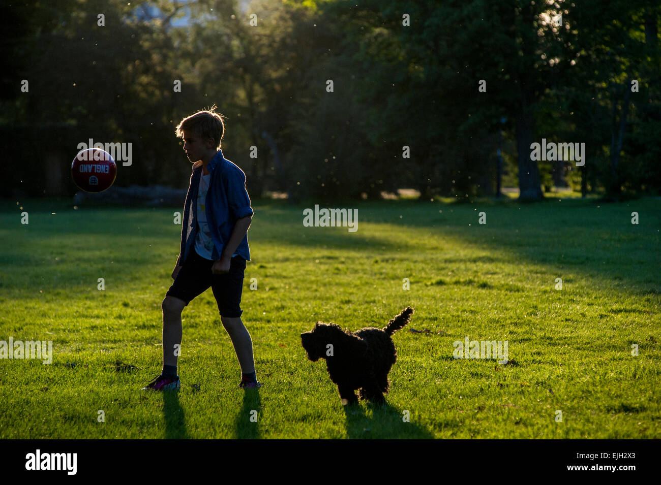 Boy dog playing football in hi-res stock photography and images - Alamy