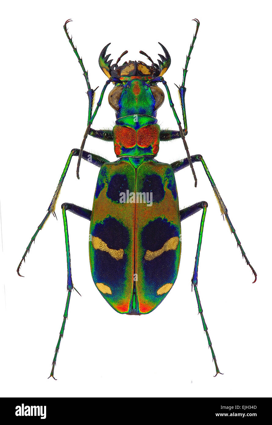 Exotic Tiger beetle Cicindela chinensis Stock Photo