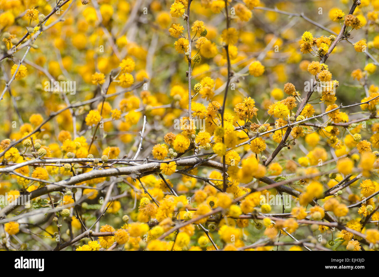 Huisache Is A Lovely Intensely Fragrant Vase Shaped Tree Native