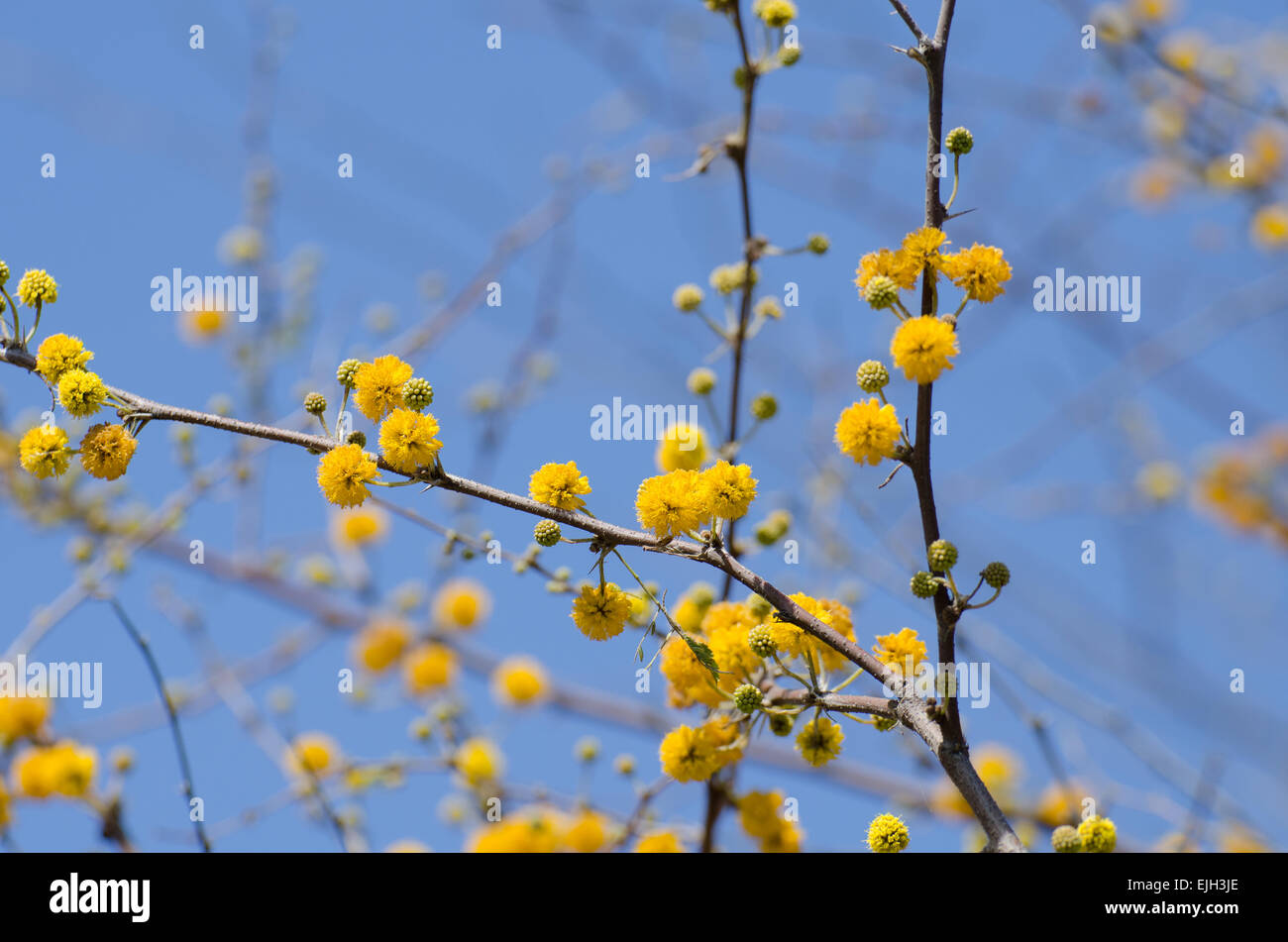 Huisache is a lovely, intensely fragrant vase-shaped tree native to South Texas and Mexico. Stock Photo